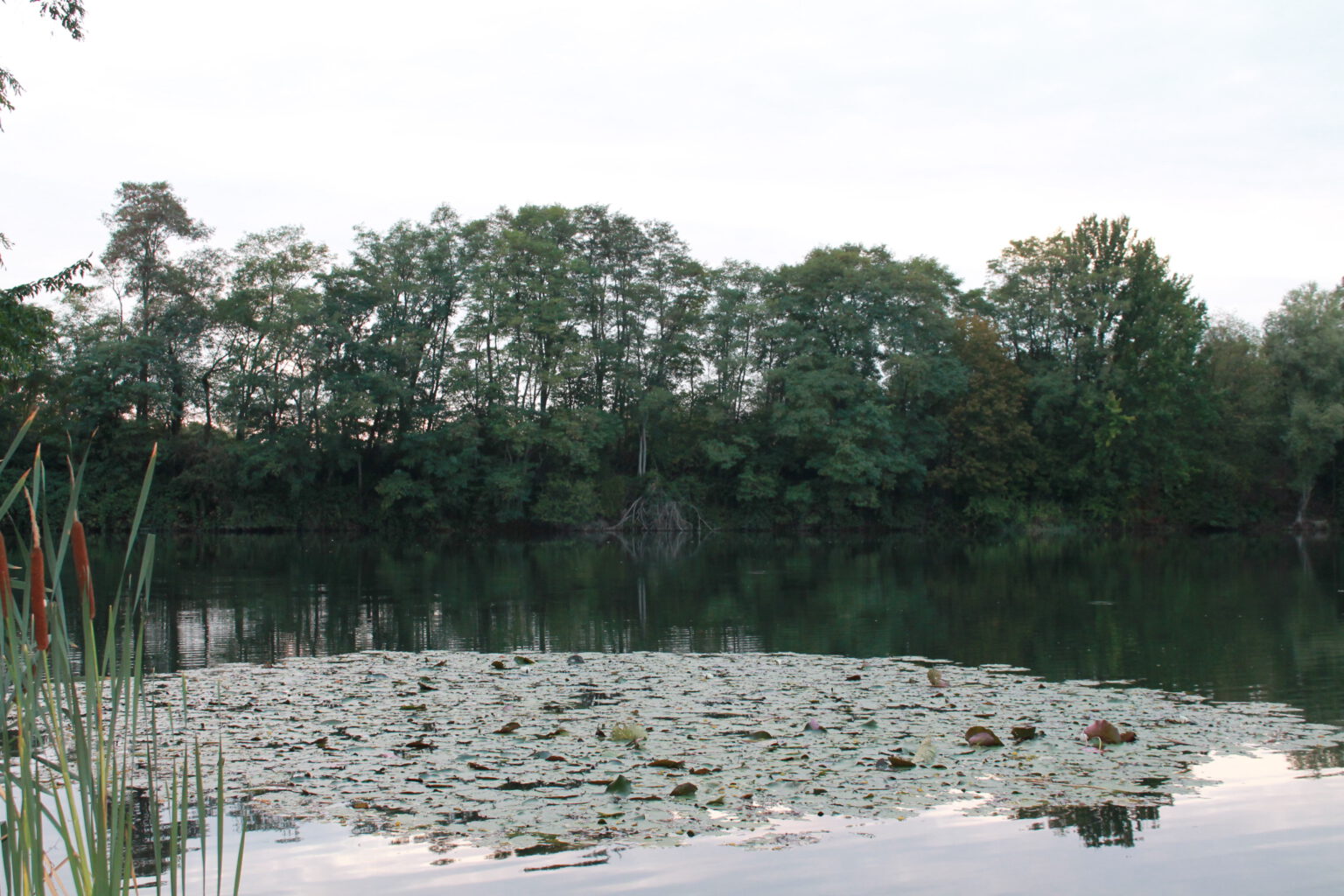 Teich Päpinghausen Fischereiverein Minden