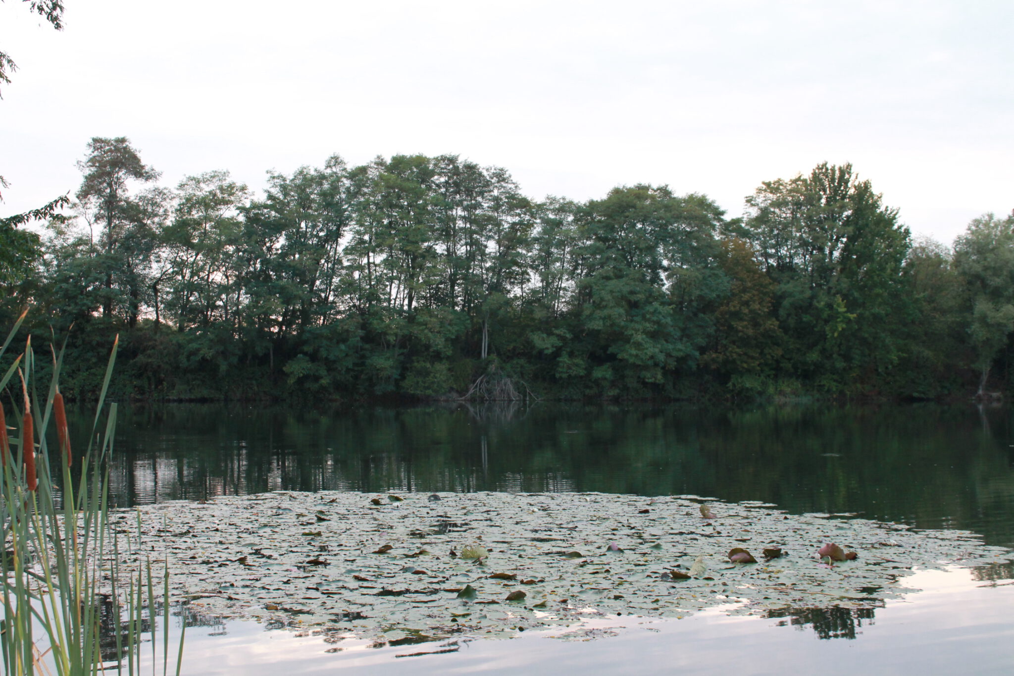Teich Päpinghausen Fischereiverein Minden